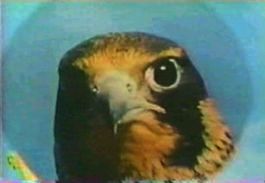 Vul Eagle